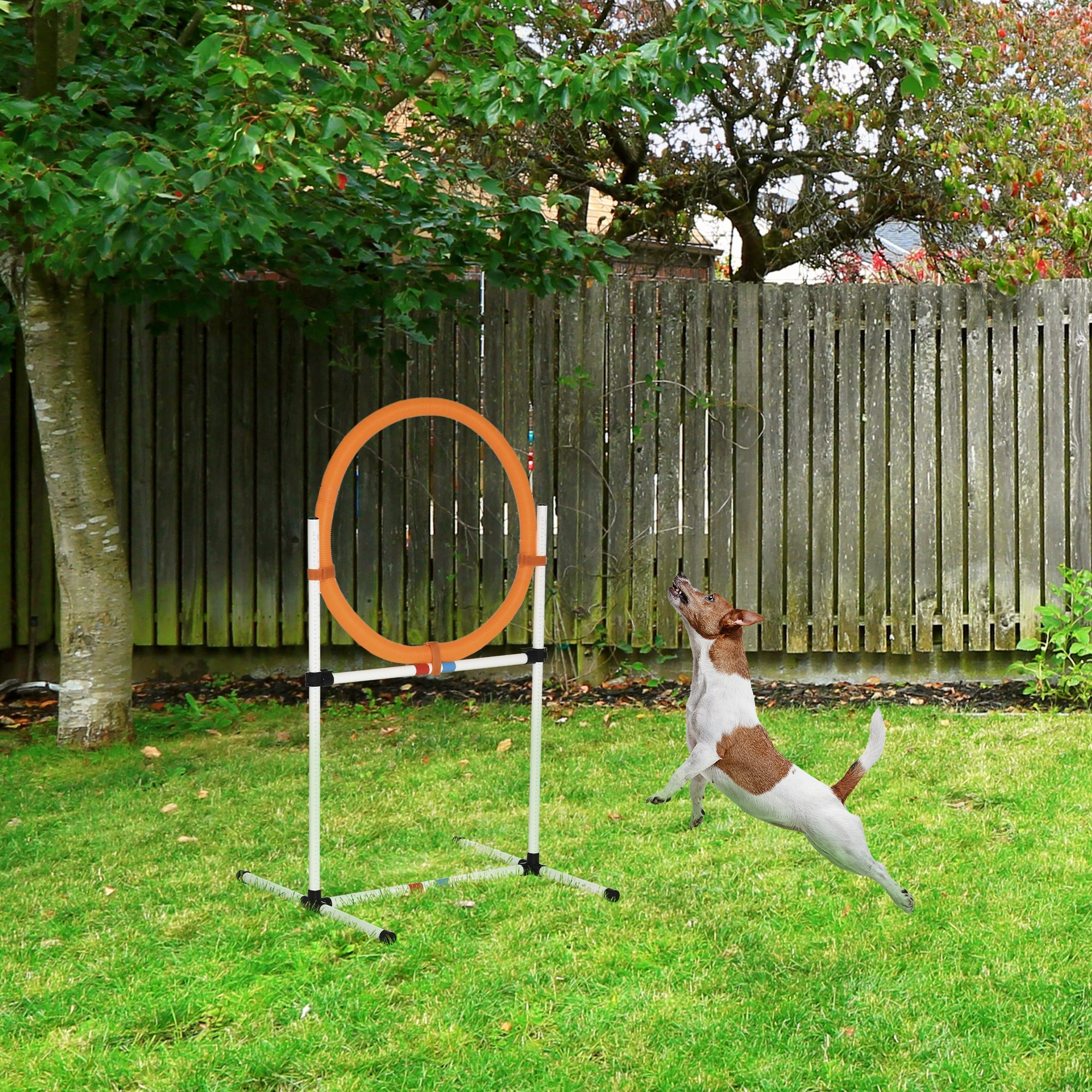 Dog Agility Training Equipment Amazon ShippingProhibited by WalMart