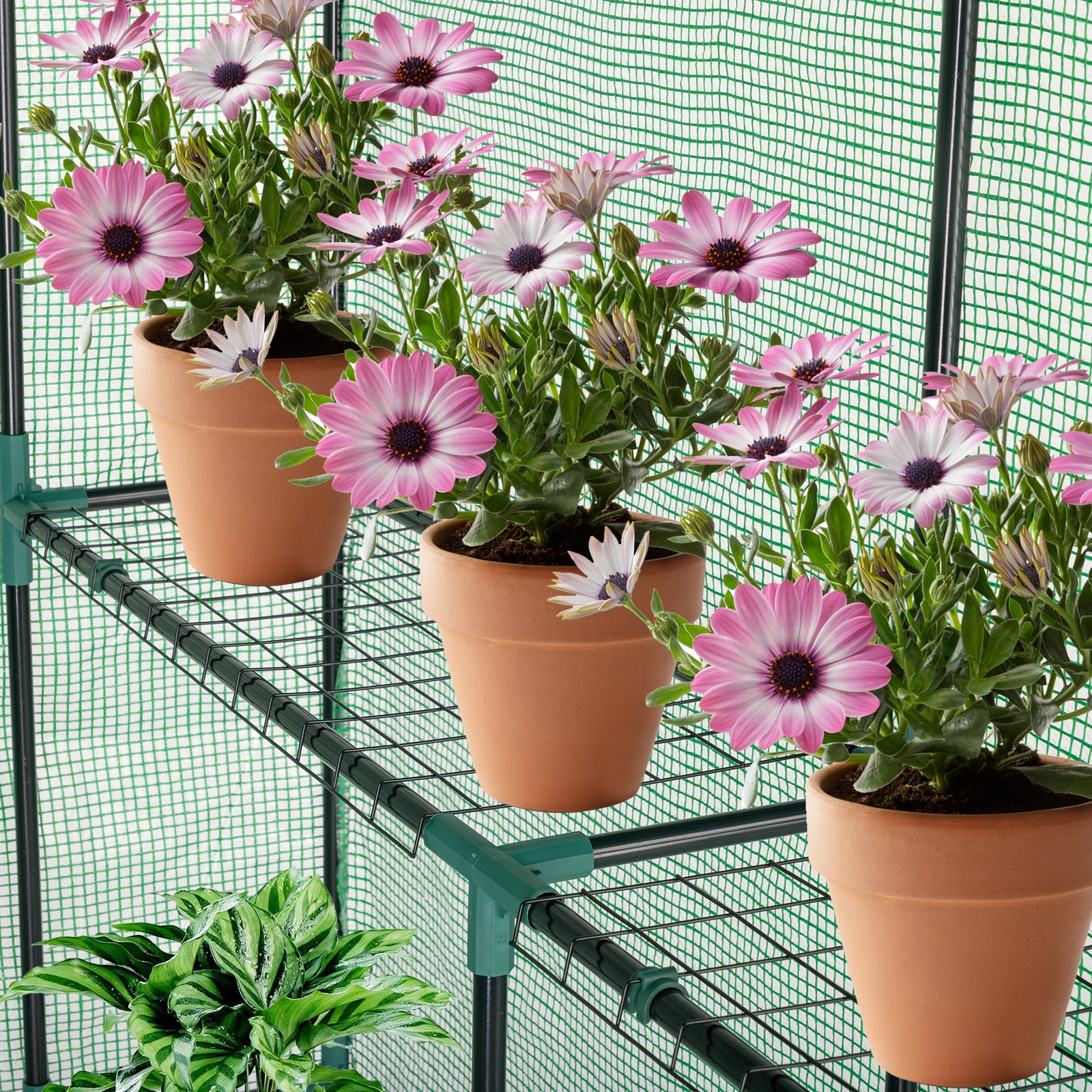 143x143x195cm Black Iron Pipe Steeple With 8 Pieces Grid Flower Stand With Zipper Rolling Door PE Cloth Greenhouse view 9