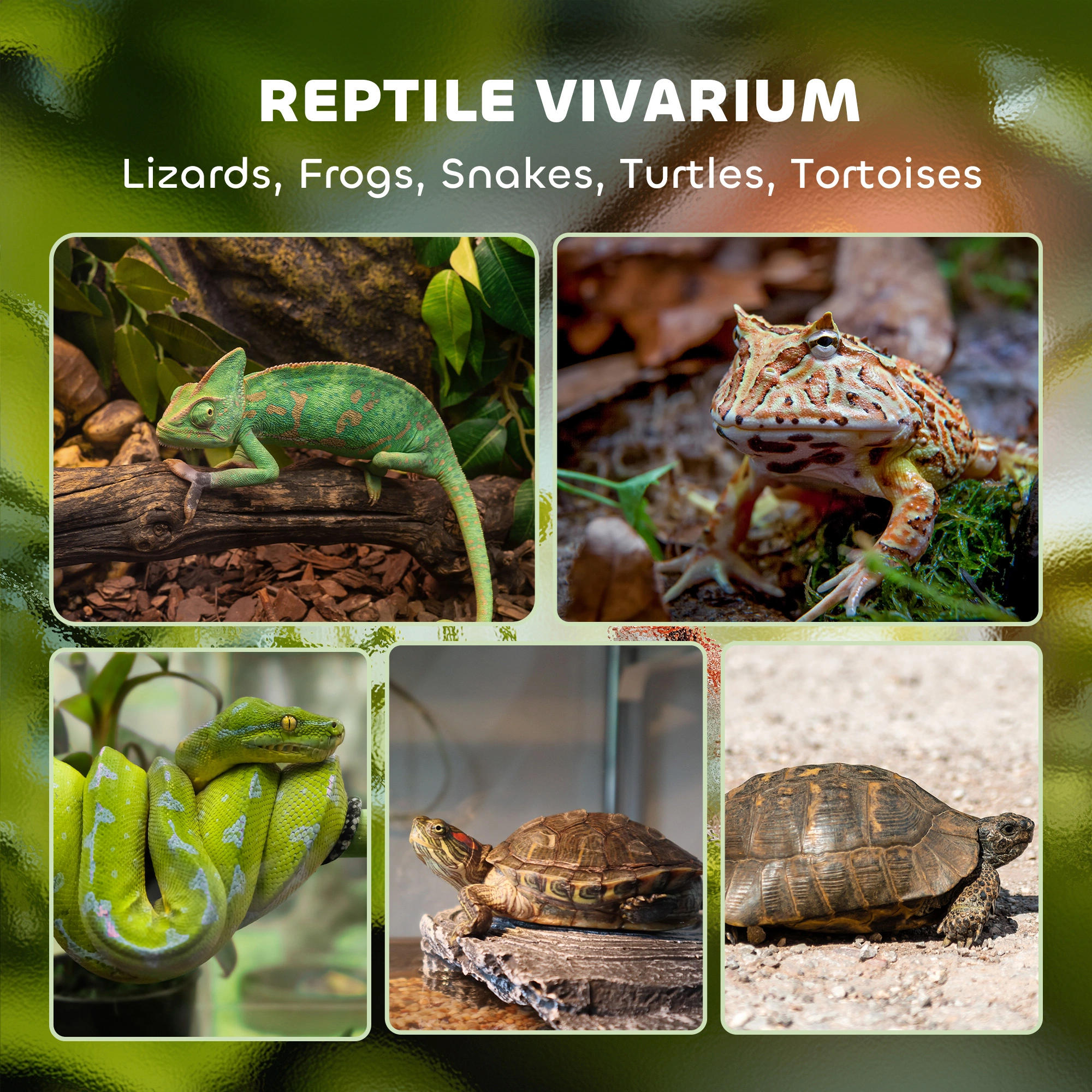 Reptile Glass Terrace - Ventilated Glass Terrarium Enclosure Habitat for Snakes, Lizards, Herpetology view 5